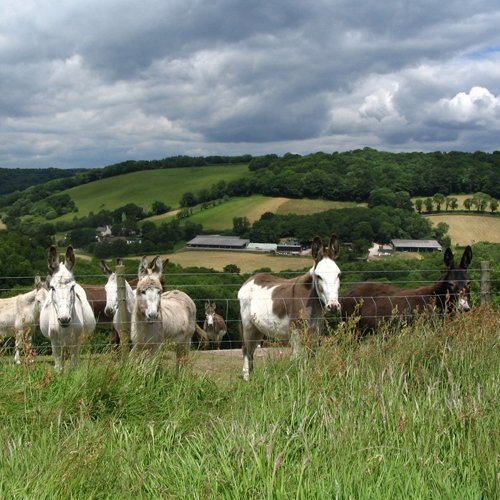 ezels in Engelse heuvels